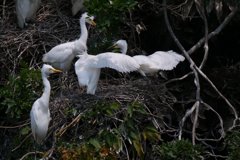 サギのコロニ-の様子