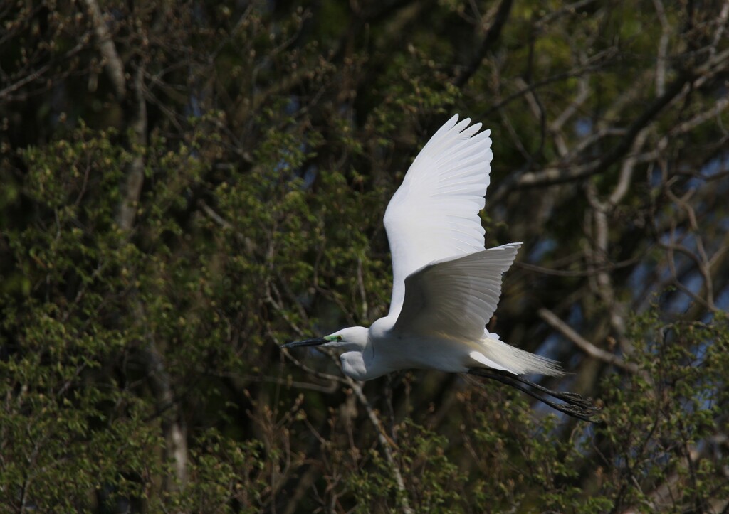 サギのコロニーの様子