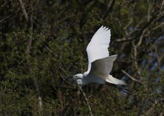 サギのコロニーの様子