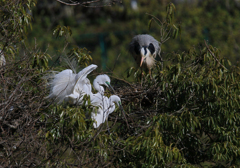 サギのコロニーの様子