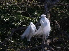 サギのコロニ-の様子