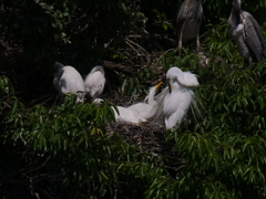 サギのコロニ-の様子