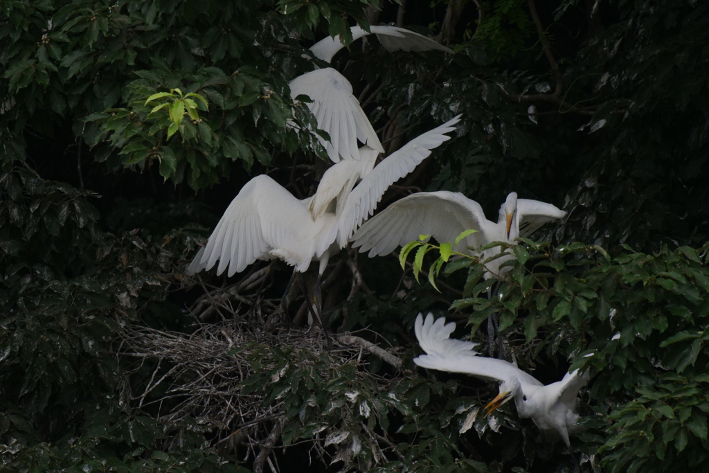 サギのコロニ-の様子