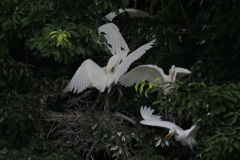 サギのコロニ-の様子