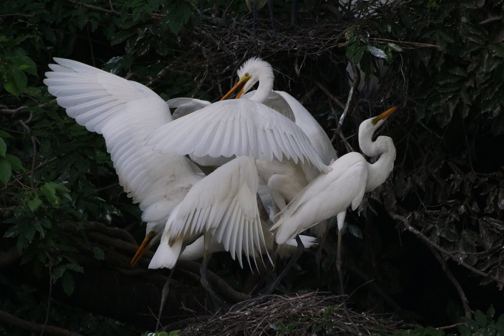 サギのコロニ-の様子
