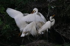 サギのコロニ-の様子