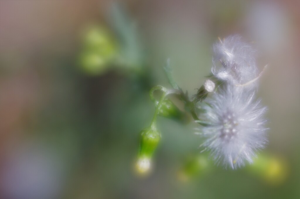 レンズベィビィ　Velvet56　F2.0　F5.6の比較