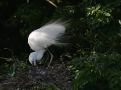 サギのコロニ-の様子