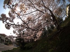 家の近くの桜並木