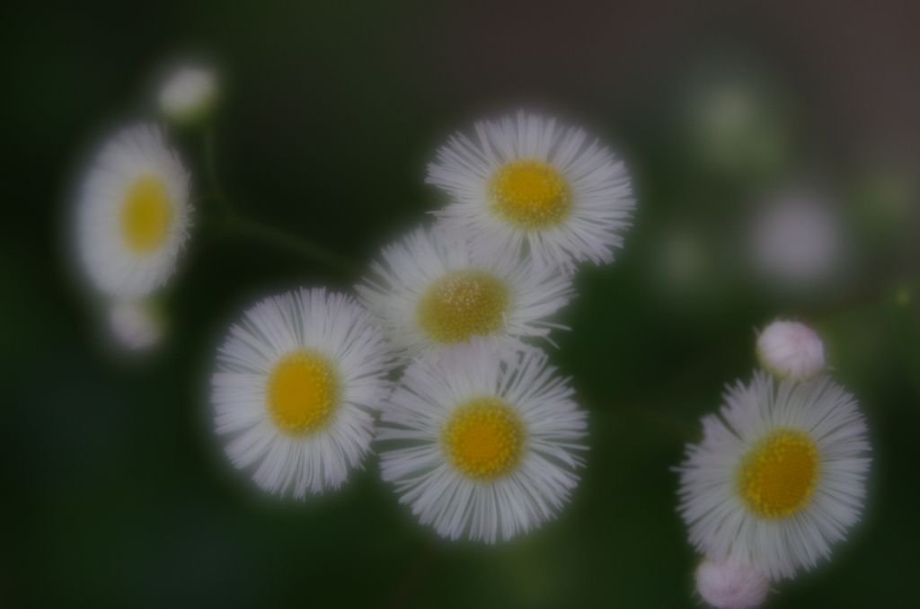 Lensbaby  Velvet 56