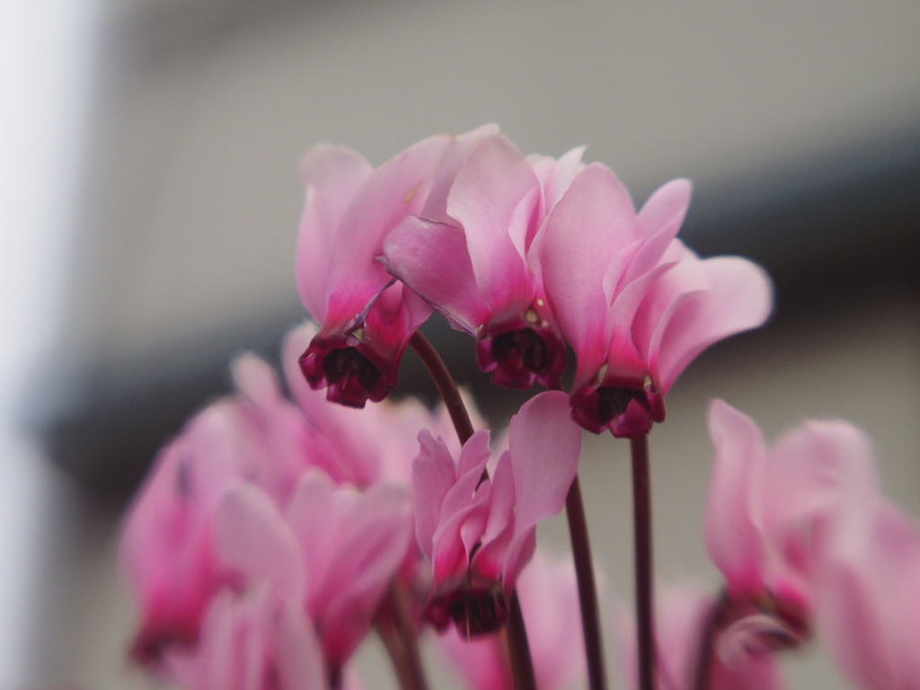 LENSBABY試写