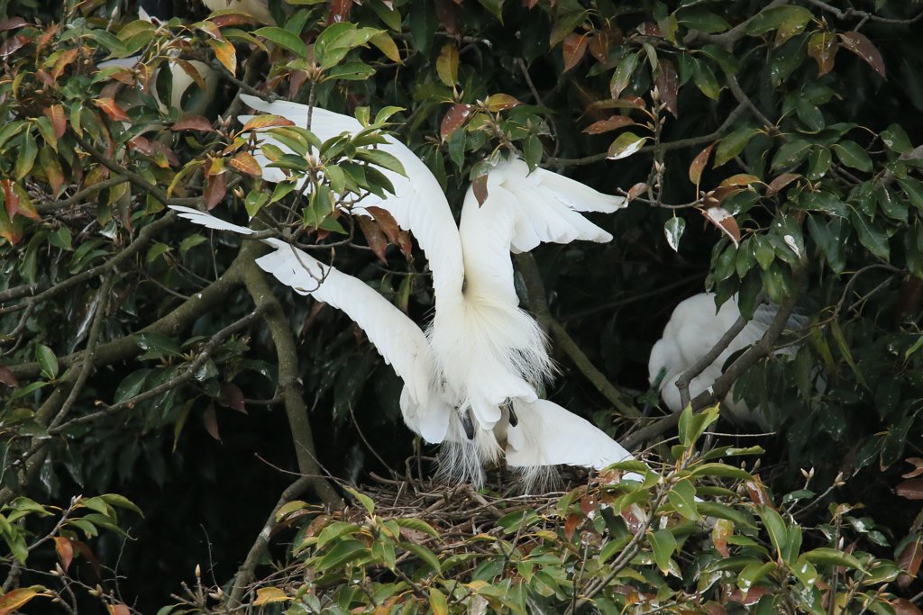 サギのコロニ-の様子（恋の季節）