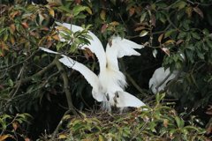 サギのコロニ-の様子（恋の季節）