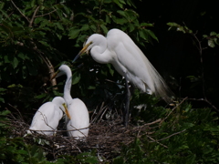 サギのコロニ-の様子