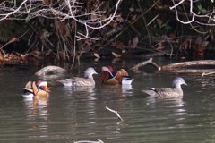 サギのコロニ-の様子