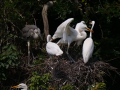 サギのコロニ-の様子