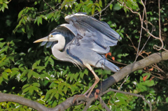 家の近くの池の状況