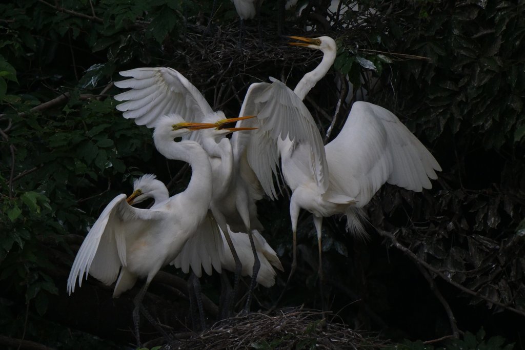 サギのコロニ-の様子