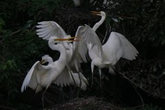 サギのコロニ-の様子