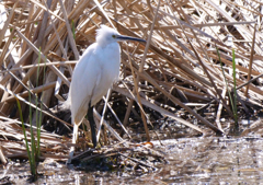 サギのコロニ-の様子