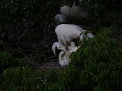 サギのコロニ-の様子