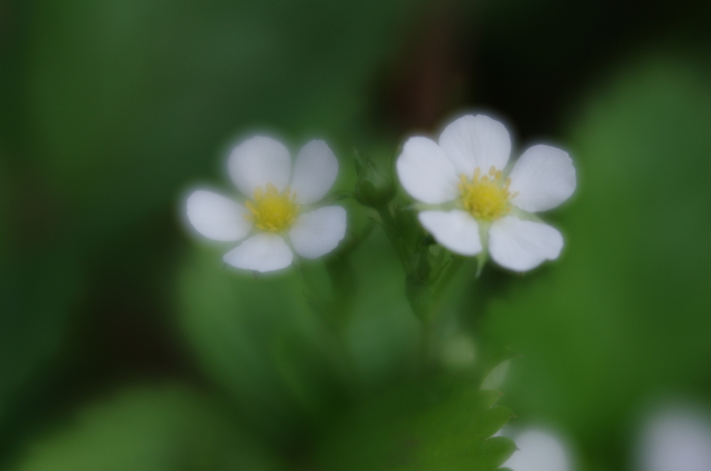 Lensbaby Velvet 56