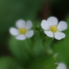 Lensbaby Velvet 56