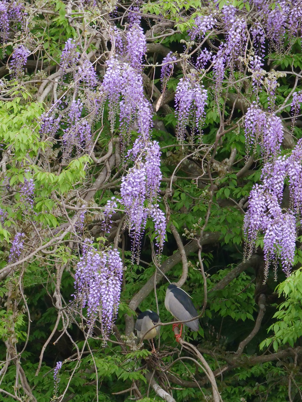 サギのコロニ-の様子