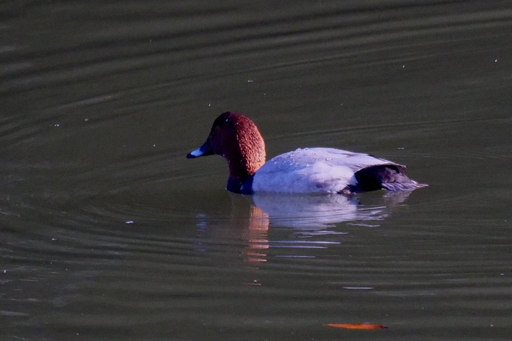 サギのコロニ-の様子