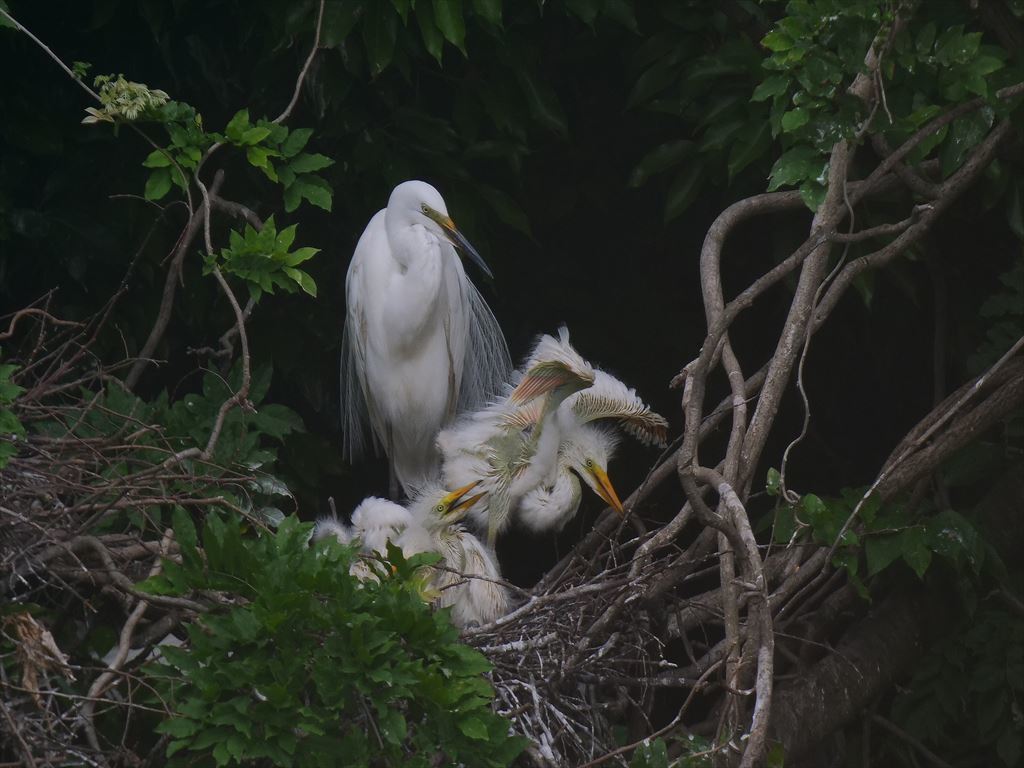 サギのコロニ-の様子