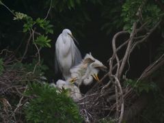 サギのコロニ-の様子