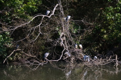 サギのコロニ-の様子