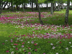 奥日光千手が浜付近の九厘草