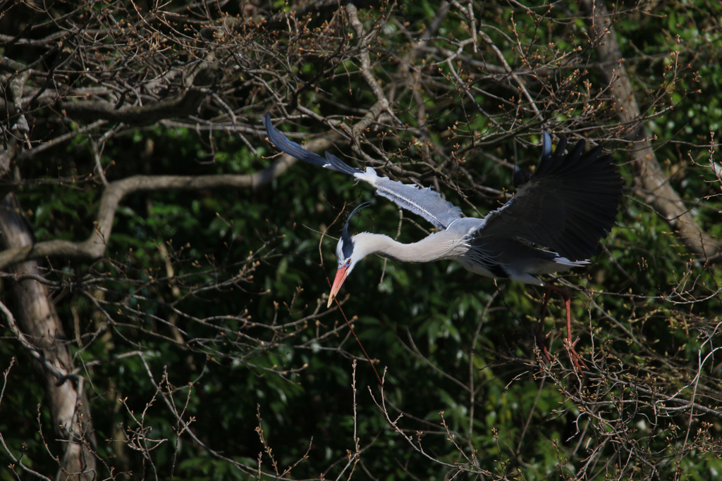 サギのコロニーの様子