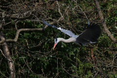 サギのコロニーの様子