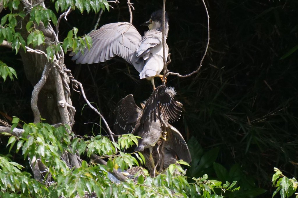 サギのコロニ-の様子