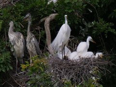 サギのコロニ-の様子