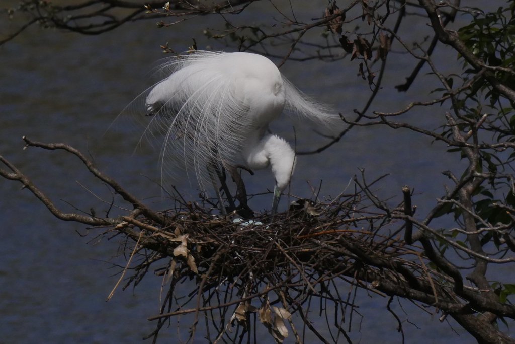 ダイサギの巣の様子