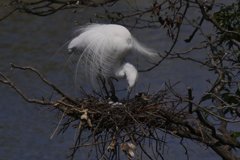 ダイサギの巣の様子