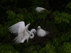 サギのコロニ-の様子