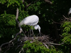 サギのコロニ-の様子