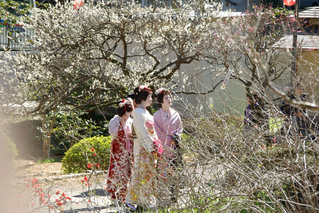 熱海　梅祭り