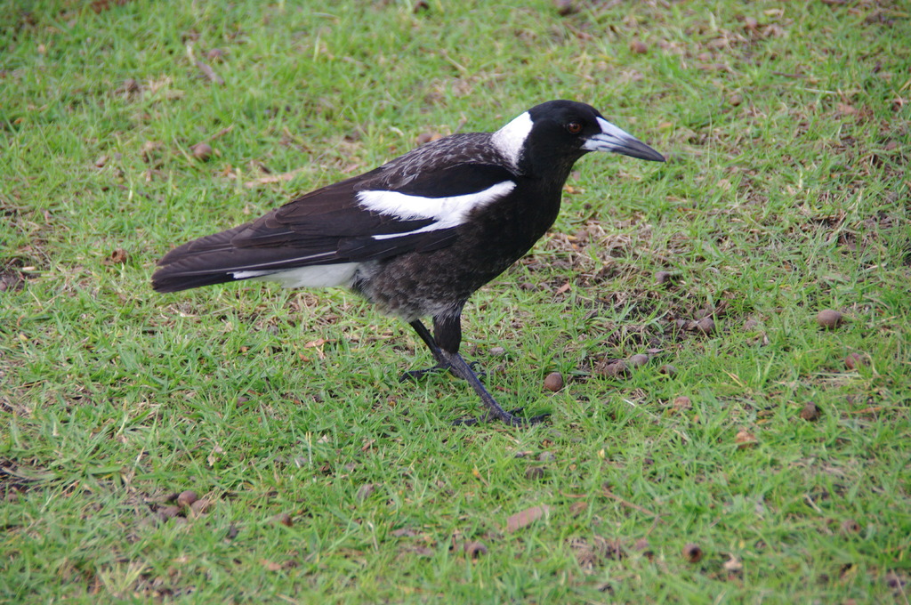 西オーストラリア　で見た鳥　２