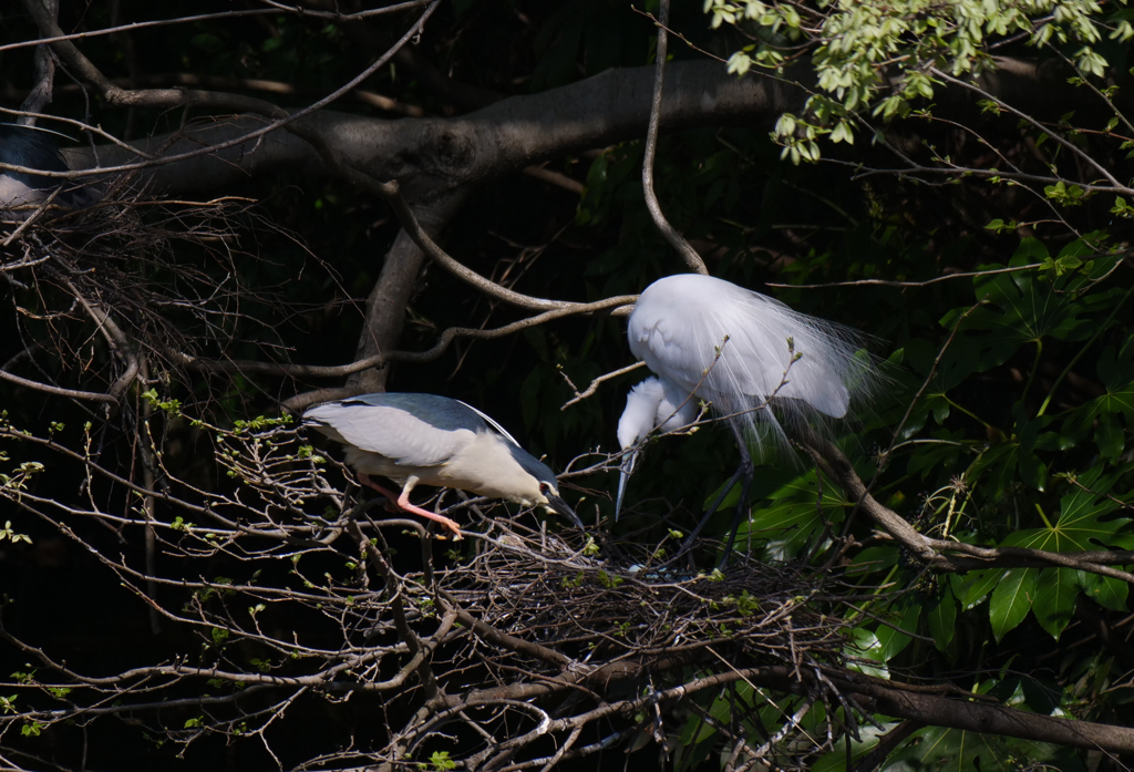 サギのコロニ-の様子