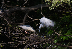 サギのコロニ-の様子