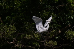 サギのコロニ-の様子