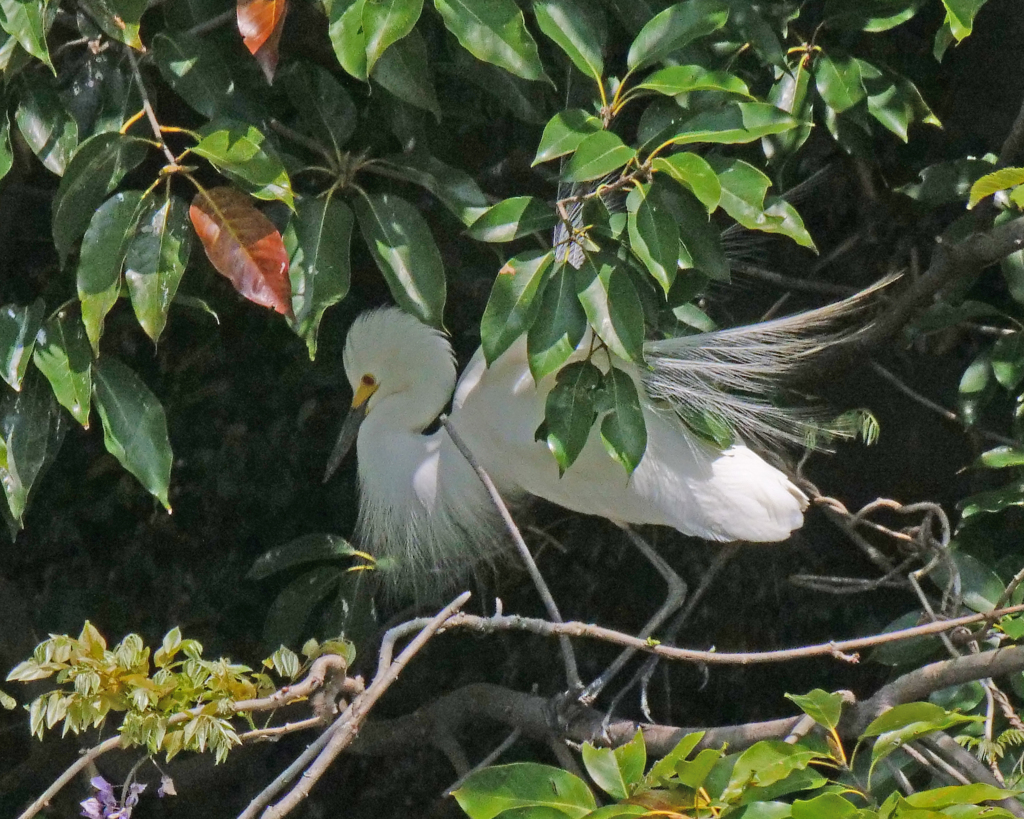サギのコロニ-の様子