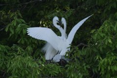 サギのコロニ-の様子
