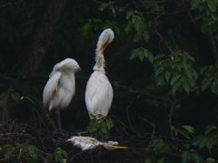 サギのコロニ-の様子