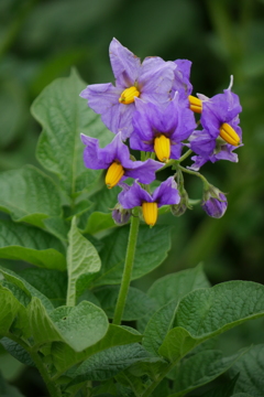 ジャガイモの花